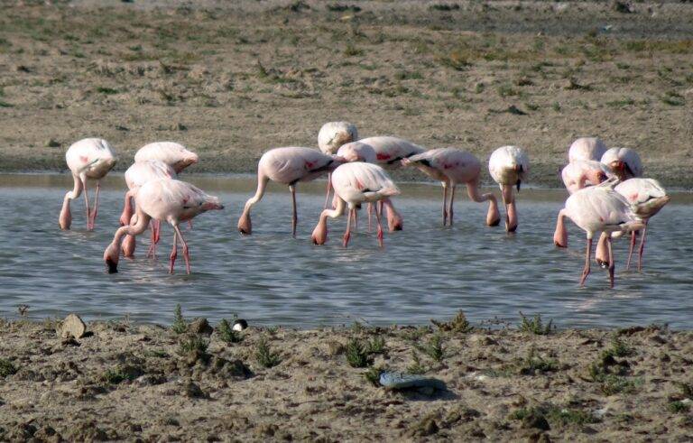 The Role of Political Consultants in Shaping Campaigns