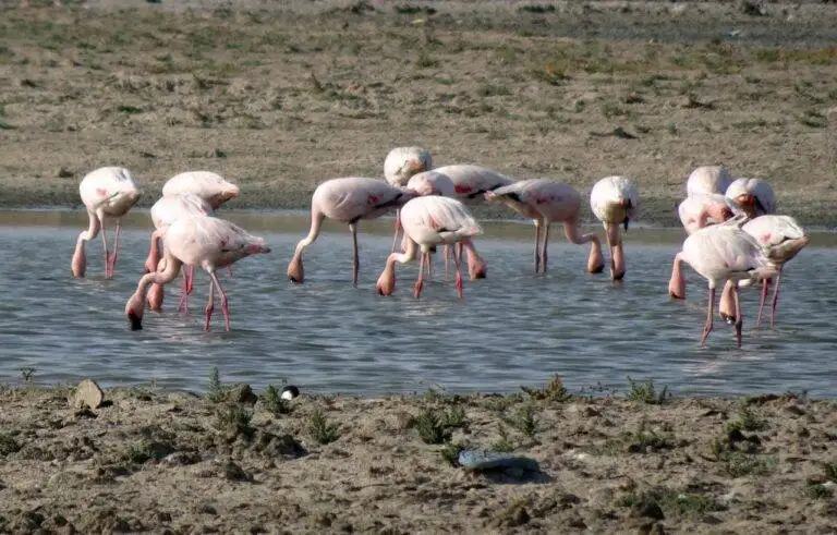 The Role of Political Consultants in Shaping Campaigns